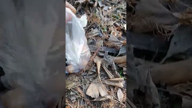 Плоды древнего дерева. смотреть онлайн