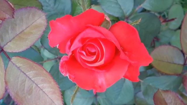 КОРОЛЕВА РОЗА на моей даче. смотреть онлайн