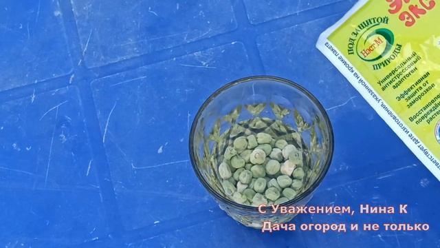 ТЕПЕРЬ ТАК САЖАЮ ГОРОХ - ВСХОДЫ на 3 день! СУПЕР СПОСОБ ПОСАДКЕ ГОРОХА. Зеленый Горох едим все лето смотреть онлайн