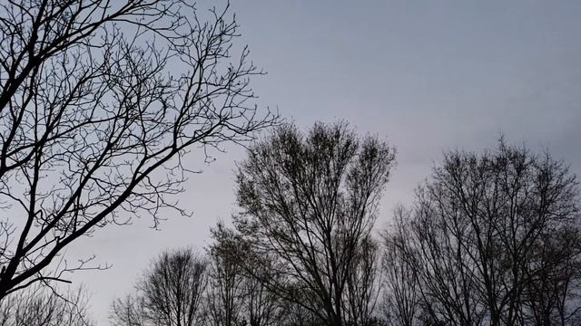 Незабываемое Пение соловья / Chill out Nightingale Singing смотреть онлайн