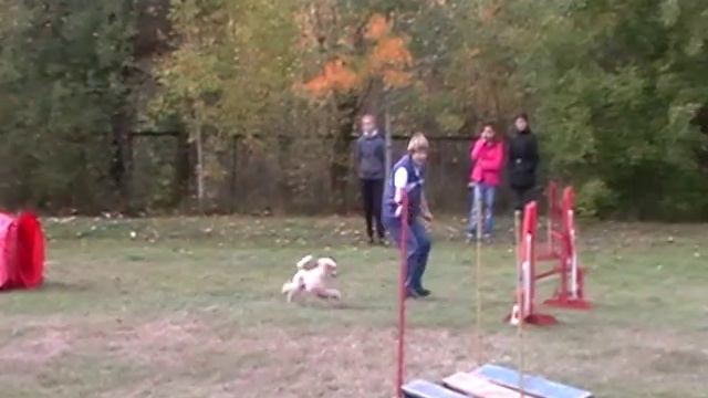 Володина Надежда и той-пудель НЕВСКИЙ СУВЕНИР ХАНУМА. А2.