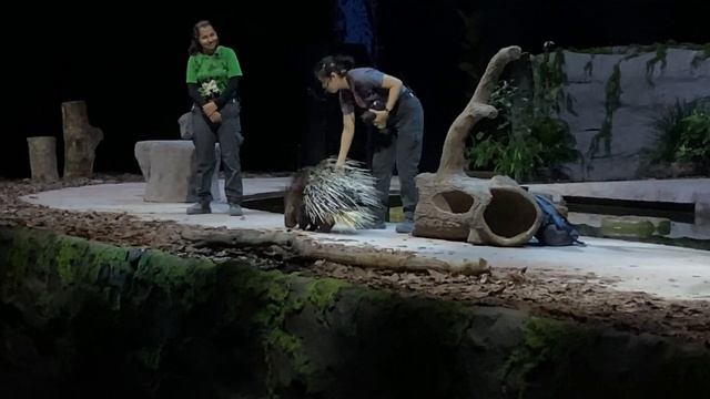 Singapore Zoo | Night Safari | Amphi Theatre | Creatures of the Night смотреть онлайн