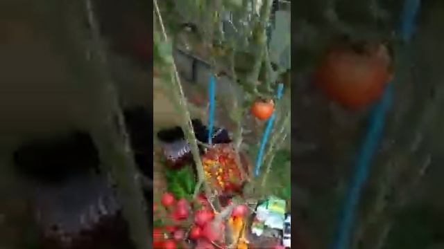 Использование ЭМ-препаратов на участке. Отзыв. смотреть онлайн
