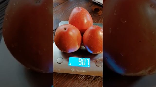 СОРТ ТОМАТА ГОВЯДИНА С КУСТА ВАЦАП ДЛЯ ЗАКАЗА КАТАЛОГА 89152458159 ПИСЬМЕННО смотреть онлайн