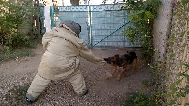 нкд. Немецкая овчарка. ОХРАНА смотреть онлайн