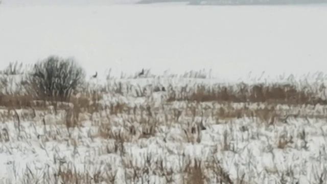 Работа по косуле, дратхаар Азарт смотреть онлайн