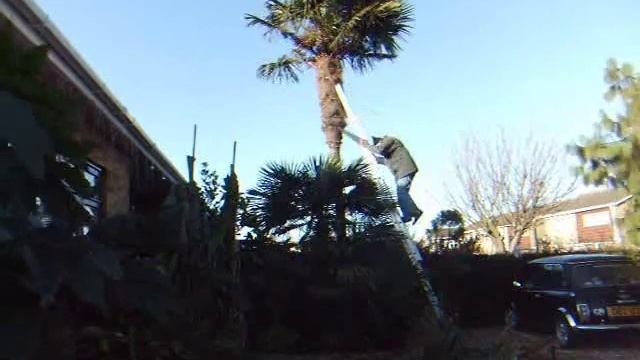Trachycarpus fortunei trimming at Hardy Tropicals смотреть онлайн