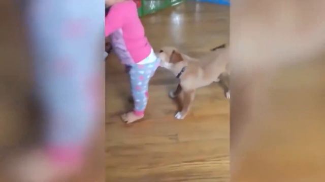 Я Ржал ПолЧаса! 😂 Приколы с животными/ Смешные испуги животных #13 смотреть онлайн