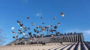 Голуби мелитопольские и николаевские. Январь 2020. Часть 1