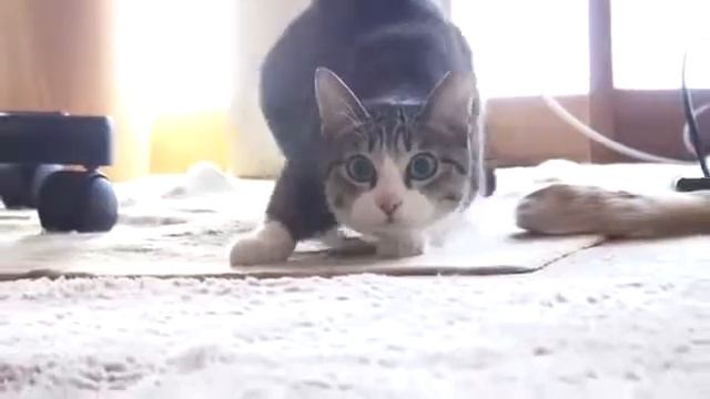 Танцующий кот . ( Смотреть всем ! ) смотреть онлайн