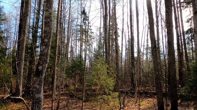 Охота на зайца беляка с русской пегой Дунай 17.10.2021 г. смотреть онлайн