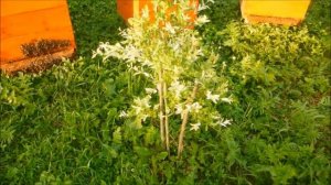 Создание штамбовой формы обрезкой - ива Хакуро Нишики