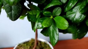 АЗАЛИЯ штамбовая. От покупки до домашнего цветения #azalia #азалия #азалияуход #азалияцветение