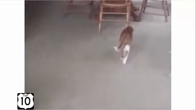 Приколы 2016 про животных. Коты и кошки смотреть онлайн