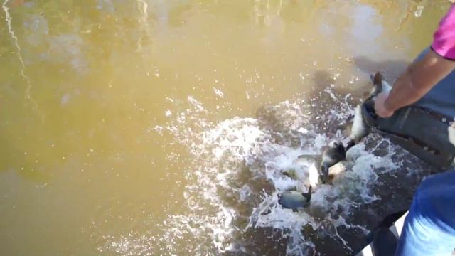 Рыбалка на Калиновке выпуск карпа в сектор А смотреть онлайн