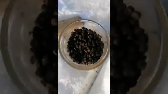 Хапуга ловит форель. Уфа. смотреть онлайн