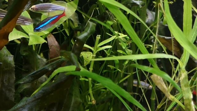 ПЕЦИЛИЯ. СОДЕРЖАНИЕ И РАЗМНОЖЕНИЕ. смотреть онлайн