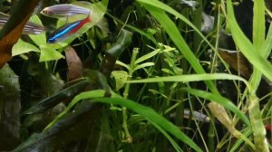 ПЕЦИЛИЯ. СОДЕРЖАНИЕ И РАЗМНОЖЕНИЕ.