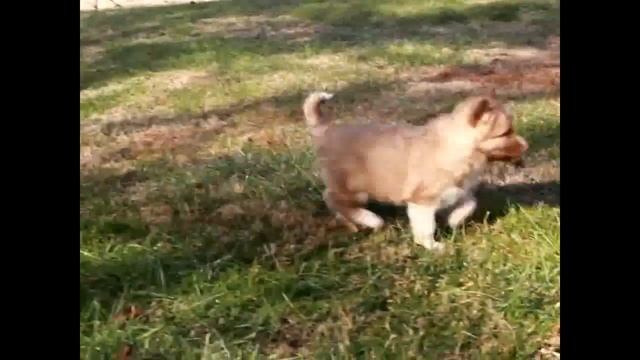 Agouti Siberian Husky Puppies For Sale Stephen Esh смотреть онлайн