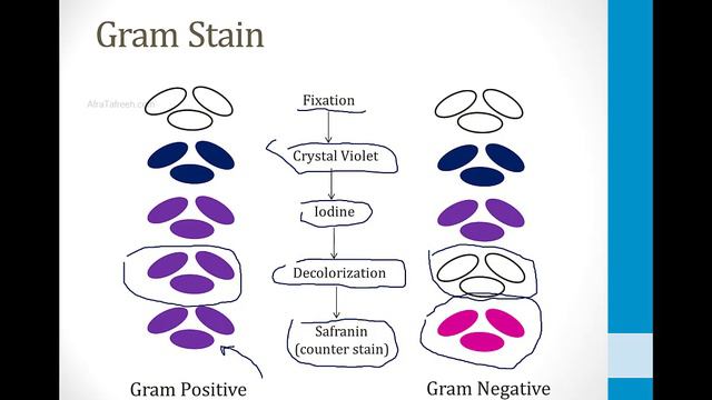 Infectious Diseases - 1. Basics Of Microbiology - 2.Shapes And Stains Atf