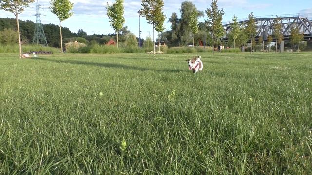 The dog rolls the child on a skateboard. Child and dog playing in the park / funny dog jack russell смотреть онлайн