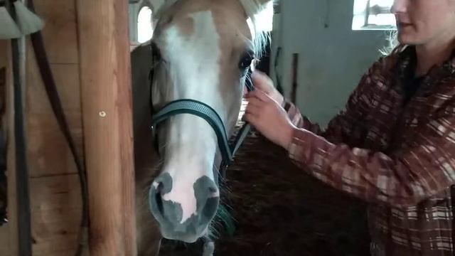 Österreich Pferd. Школа езды на лошадях . Ферма лошадей .  Кони тоже пони . Дети и лошади . Австрия