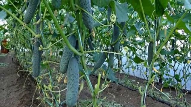 Огурцы в открытом грунте.Посадка и уход. часть 3.профилактика заболеваний.