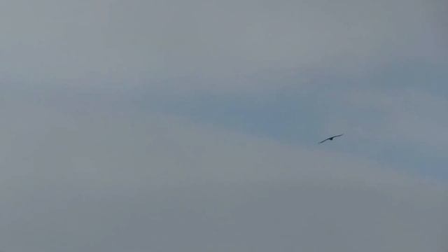 №2163 30 04 2022 Полет ворона смотреть онлайн