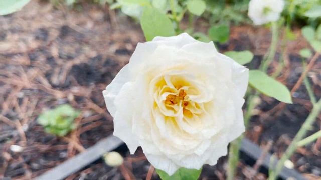 ? Perdita Rose // David Austin Romantic English Shrub Rose смотреть онлайн