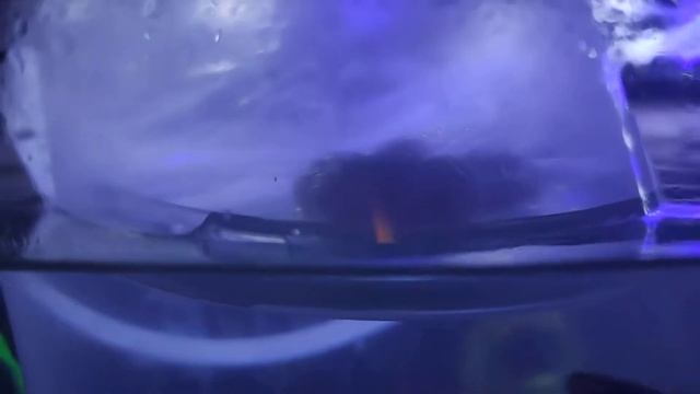 Как вырастить ампулярии, мальки ГУППИ спустя месяц. Танец улиток. смотреть онлайн