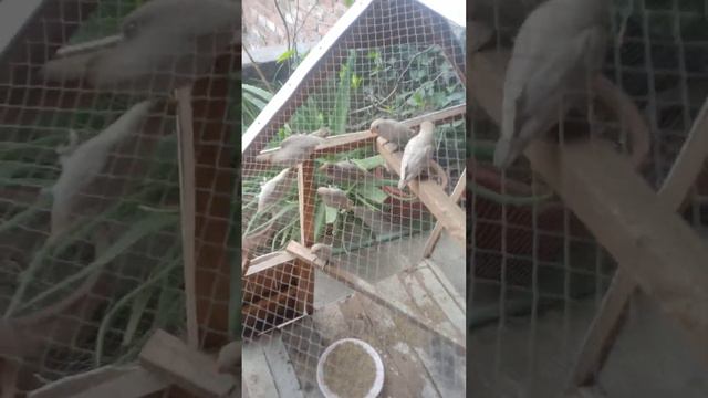 eid offer albino split ino for 3300 so sirf ag ka din k liye hai ya offer hai03069214250 #sale смотреть онлайн