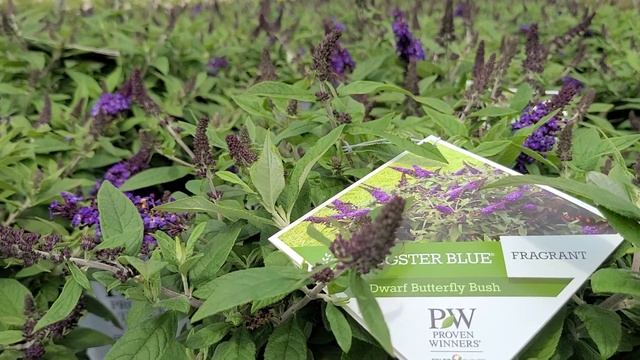 Buddleia Pugster Blue®// Amazing Proven Winners® Butterfly Bush - Huge Dark Blue Blooms/ Dwarf Plan смотреть онлайн