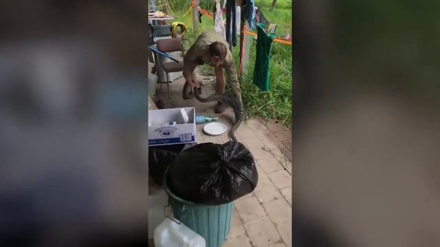 Огромный питон съел домашнего кота и попал на видео (16+) смотреть онлайн