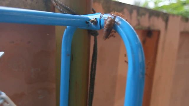 Как работают муравьи. Сколько поднимают муравьи смотреть онлайн