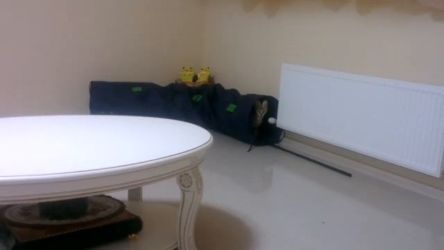 Serval, Caracal. Сервал и каракал играят...