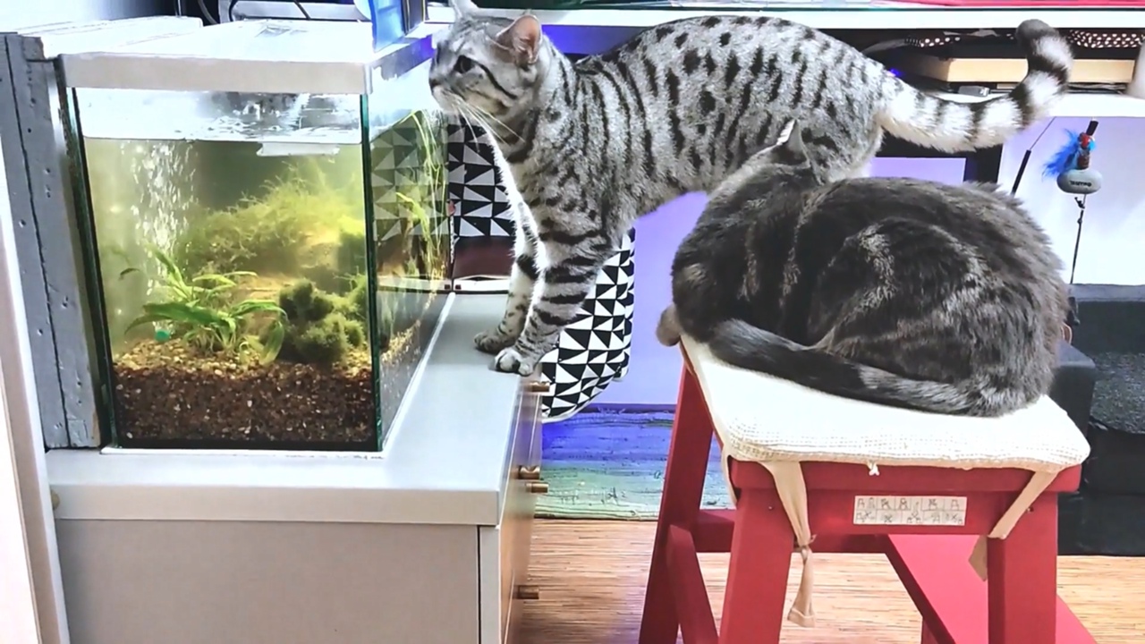 Домашние кошки на рыбалке.