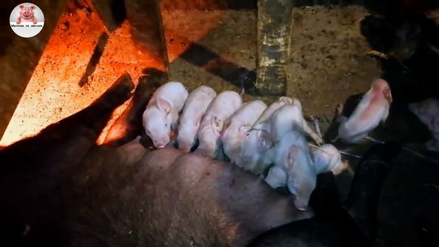 Миллион на свиньях.Забой свиньи породы Дюрок. Опоросы начались. смотреть онлайн