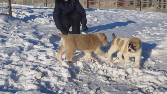 Щенки питомника "Дар Медичи" смотреть онлайн