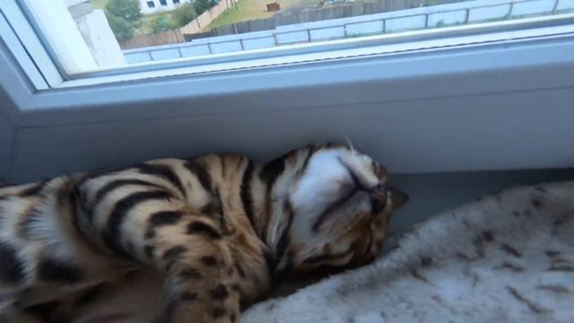 Сонная бенгальская кошка смотреть онлайн