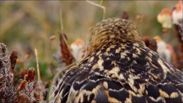 Дикая природа Скандинавии (2011) 6  Гренландия ⁄ Greenland 1080p