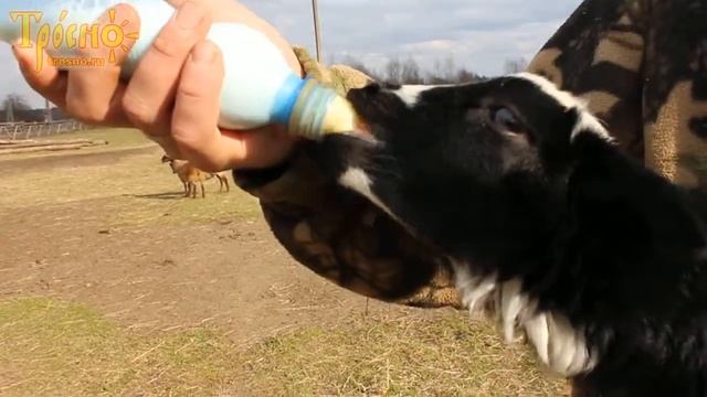 Докармливаем ягнят козьим молоком (Туча) смотреть онлайн