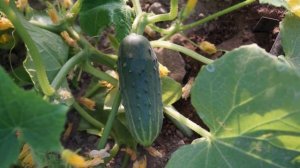 Сорт огурцов Конкурент