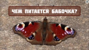 Чем питается бабочка? Интересные факты о бабочках