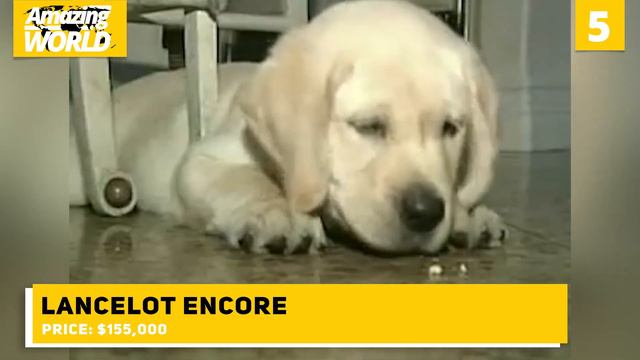 Top 10 Most Expensive Dogs In The World - What ist the most expensive Dog in the World? смотреть онлайн