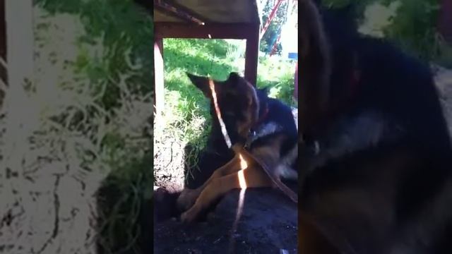 Норное животное смотреть онлайн