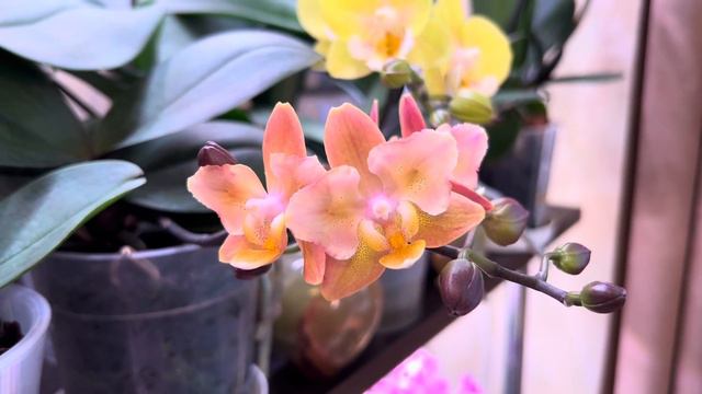 Заморочилась ! Но результатом довольна смотреть онлайн