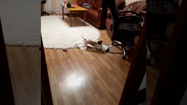 Щенок борется с пелёнкой | Дина | Кавалер-Кинг-Чарльз-Спаниель