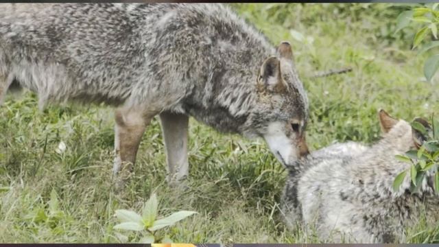Определи свой Хронотип и будет тебе счастье смотреть онлайн