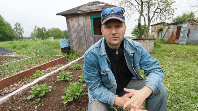 Прогресс роста картофеля на 28 мая. Какой сорт лидирует, а какой отстает? смотреть онлайн