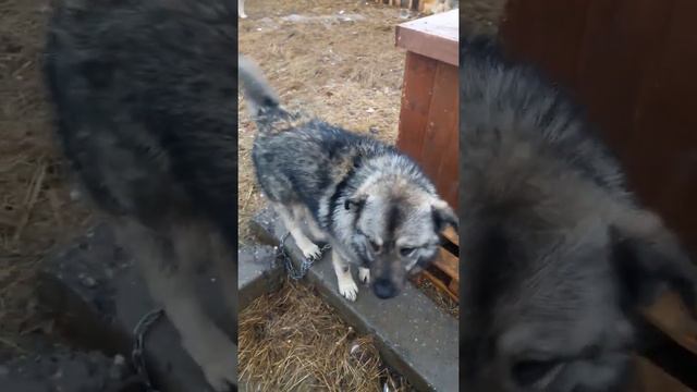 Биг - большой, Добрый и классный барбос смотреть онлайн